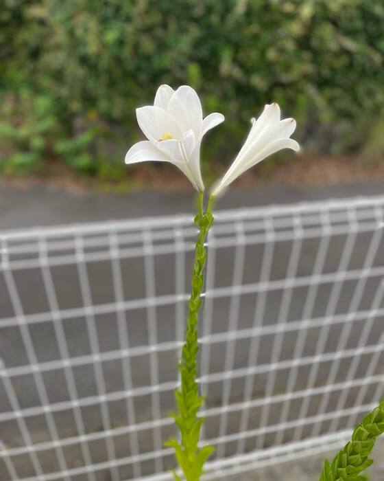 画像375