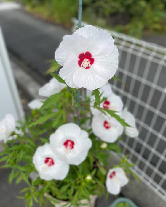 画像408