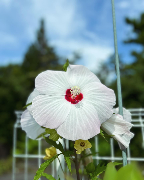 画像643